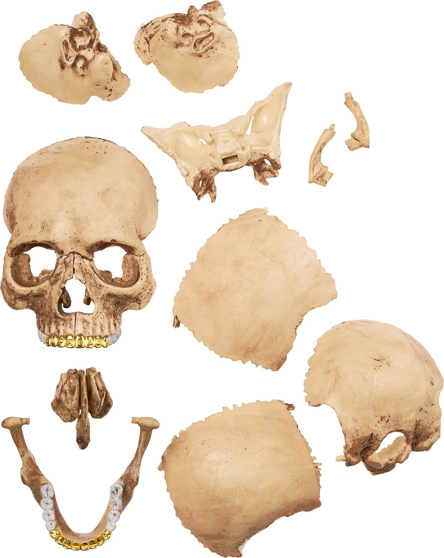 4D Model Human Skull view 12